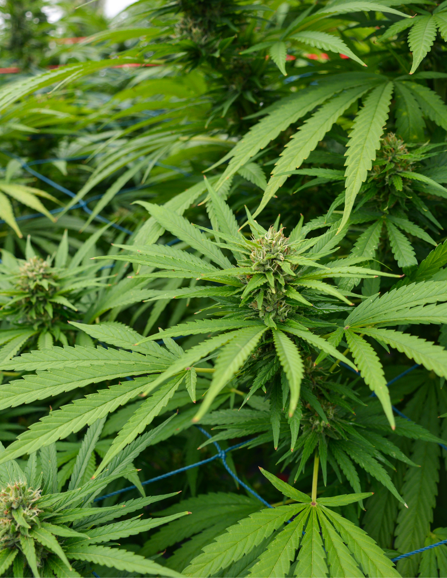 Effects of Cannabis in Pakinson's Disease