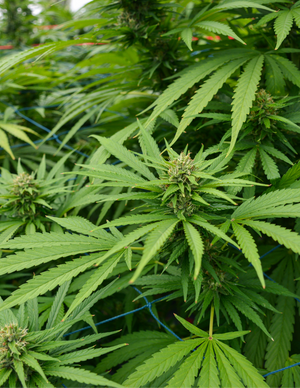 Effects of Cannabis in Pakinson's Disease