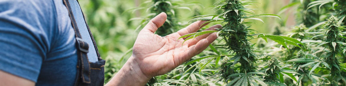 THC – White Rabbit: Wellness to Wonder